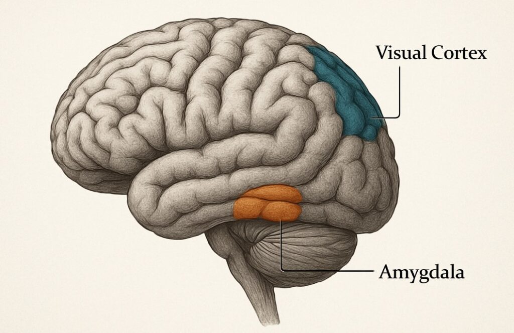 The Science Behind Emotional Responses to Visual Art: Why Some Art Feels Powerful 1 Brain scan highlighting areas activated when viewing visual art